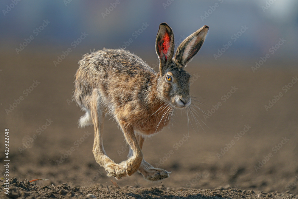 Φωτογραφία hare is running in the beautiful light ,european wildlife, wild animal in the na