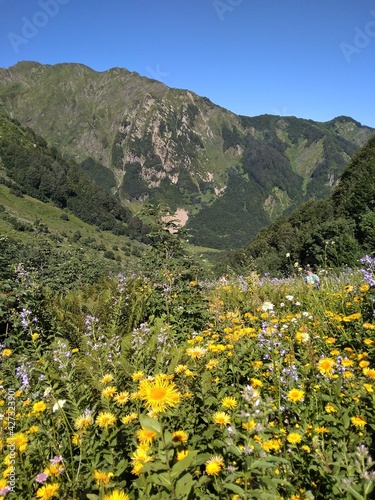 flowers in the mountains