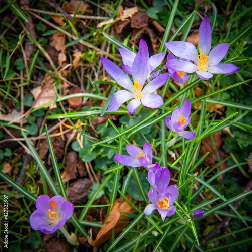 spring crocus flowers