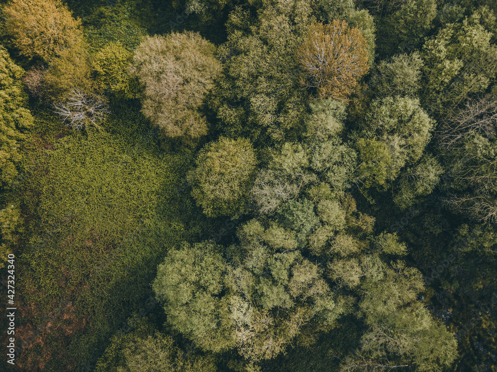 forest trees in drone views