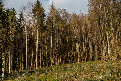 Wiederaufforstung im Mischwald