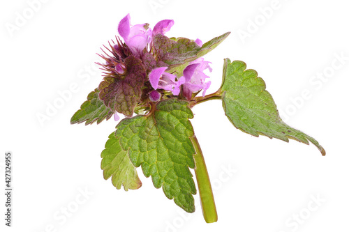 Lamium Purpureum Flower Plant. Also Known as red Dead-Nettle, Purple Dead-Nettle, or Purple Archangel. Focus stacking. Isolated on White. photo