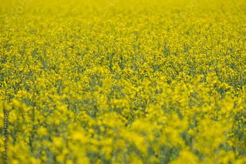 Field of yellow flowers in spring © Marco Bonomo