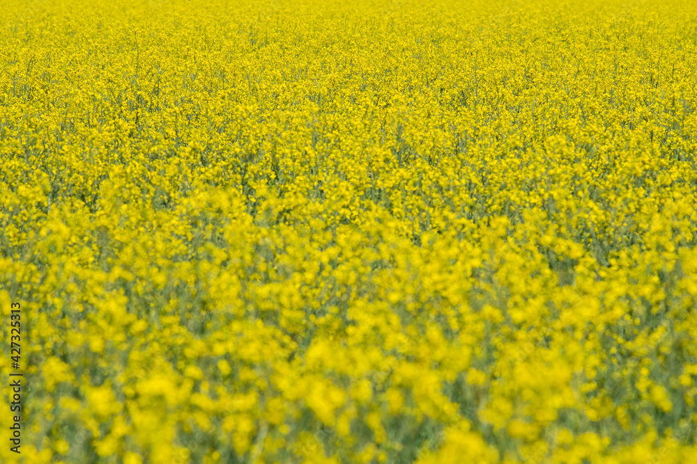 Field of yellow flowers in spring Field of yellow flowers in spring