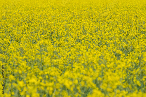 Field of yellow flowers in spring