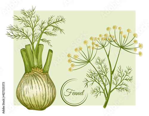 Fresh fennel bulb and stem. Spice herb root. Flowering botanical plant. Stalk with seeds and leaves. Foeniculum vulgare. Herbal condiment. Organic healthy food. Vegetable ingredient. Vector drawing
