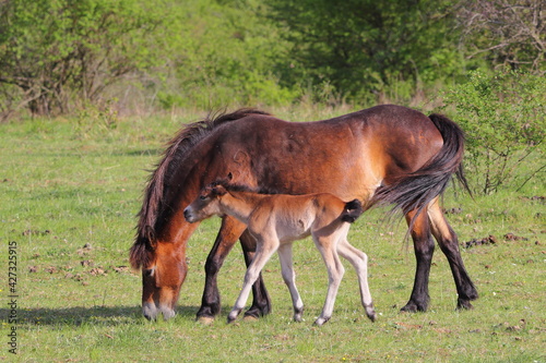 Exmoor ponies on the pasture, mare and foal
