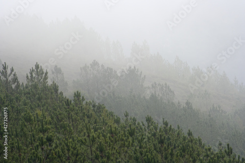 Mountain foggy pinewoods