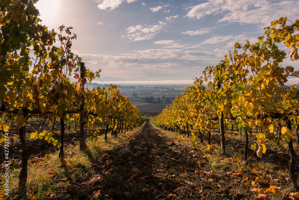 Fototapeta premium Beautiful first person view of a vineyard in autumn, coming down an hill