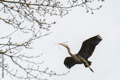 Great blue heron flying back to the nesting tree with a twig to add to the nest
