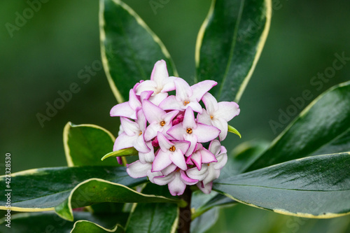 Fototapeta Closeup of a white and pink blooming flower of Winter Daphne in a spring garden