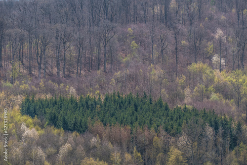 Wiederaufforstung im Mischwald