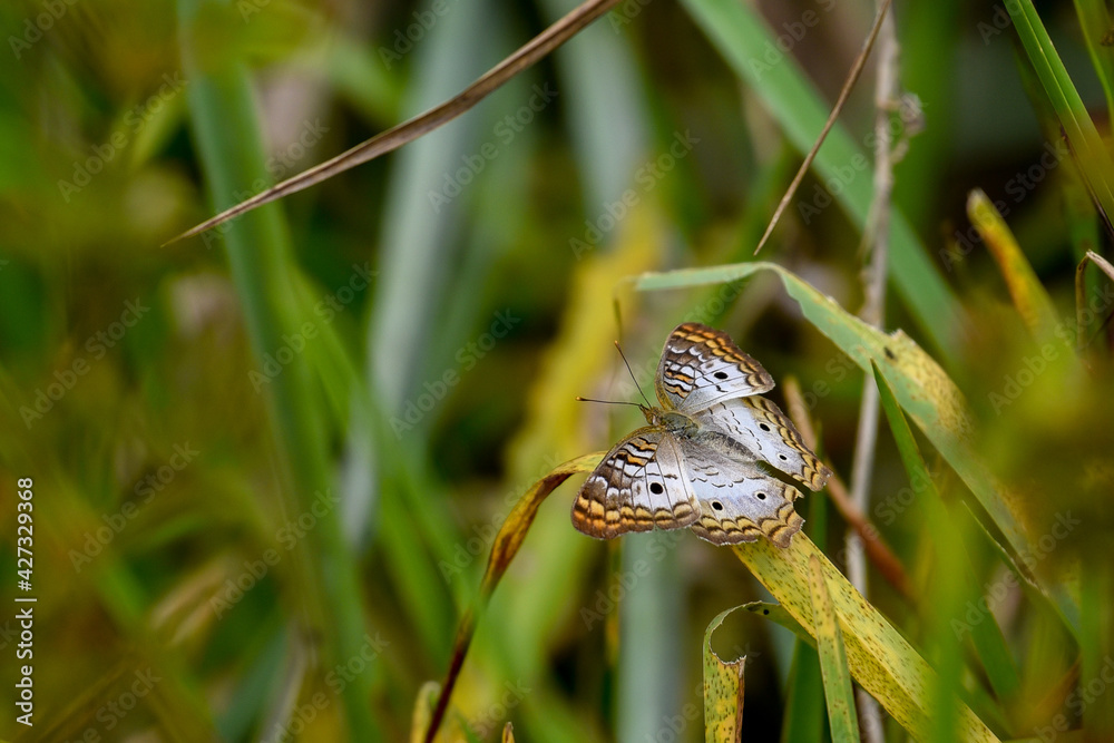 Obraz premium Butterfly Florida inhabitants
