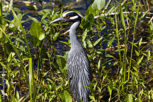 Yellow-crowned Night-Heron up close  photo