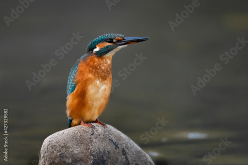 Kingfisher sitting on a stone in a river. Hunting kingfisher. Colorful bird in misty weather.