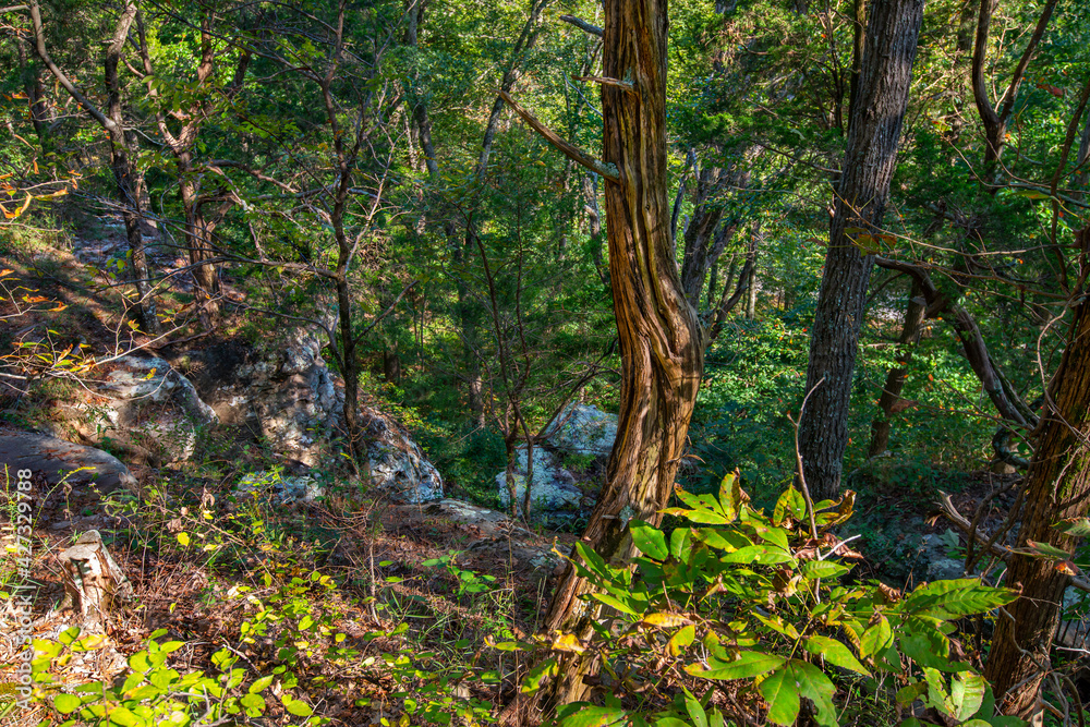 Obraz premium lost in the wilderness