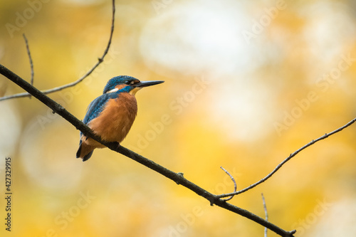 Kingfisher sitting on a branch in autumn colors. Kingfisher in evening sunlight. Portrait of attractive colorful bird with turquoise and orange feather in its natural environment photo
