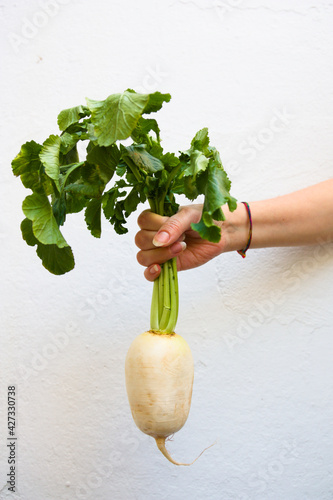 One hand holds a bunch of elongated white turnips photo