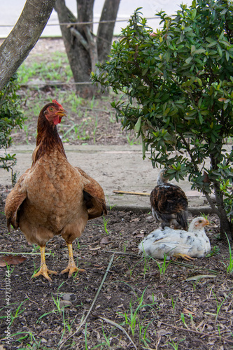 llanos orientales de Colombia 