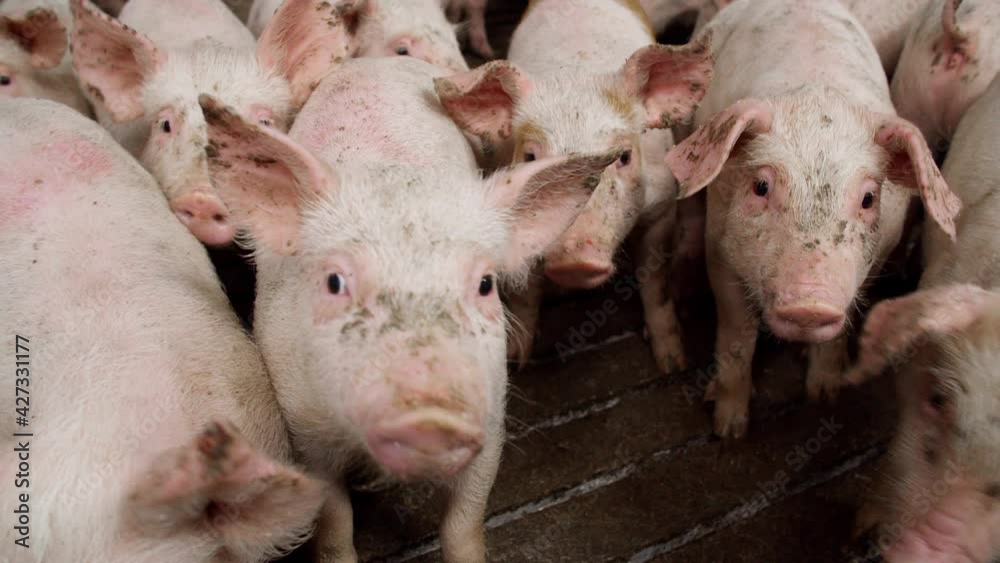 Farm pigs are sniffing the camera and moving around
Farm pigs are sniffing the camera and moving around