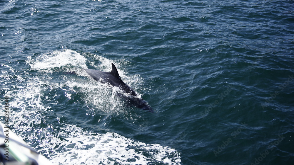 Naklejka premium Delphine springt neben dem Boot her, St. Malo.