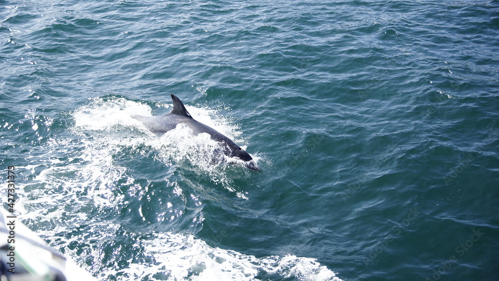 Naklejka premium Delphine springt neben dem Boot her, St. Malo.