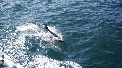 Delphine springt neben dem Boot her, St. Malo.