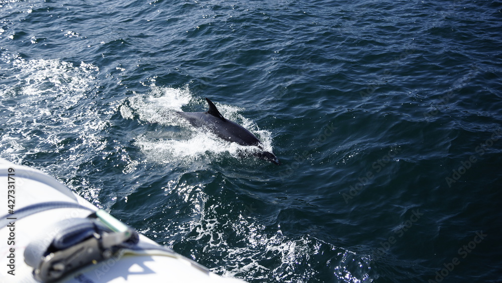 Naklejka premium Delphine springt neben dem Boot her, St. Malo.