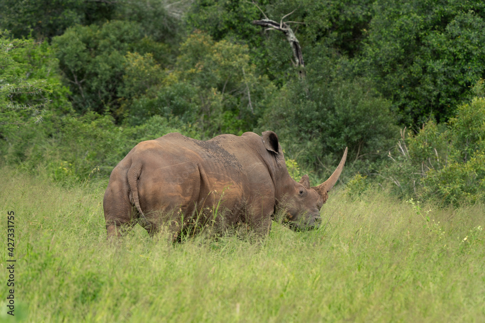 Obraz premium White rhinoceros on the grazing. Rhinos in the Hluhluwe Imfolozi Game Reserve. Wild nature in the Africa. 