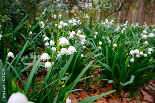 Lily of the Valley, Inniswood Metro Gardens, Westerville, Ohio photo