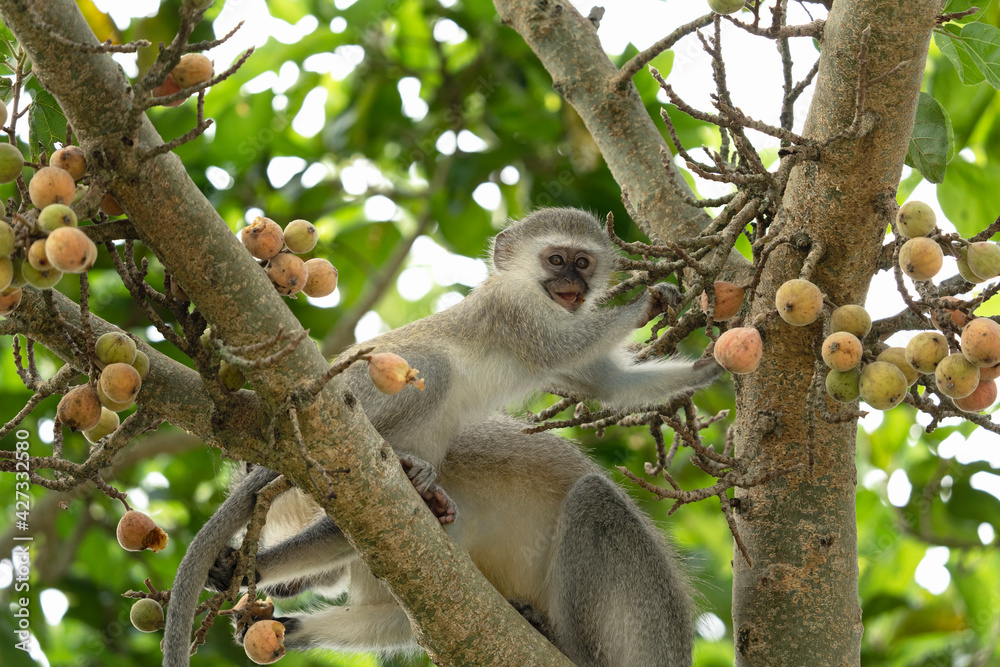 Fototapeta premium Vervet in the Hluhluwe Imfolozi Game Reserve. Group of monkeys eating fruits on the tree. Vervet monkey in the African nature.