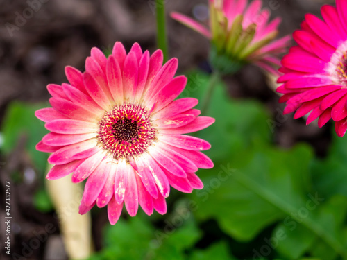 close view of deep pink daisy in the garden