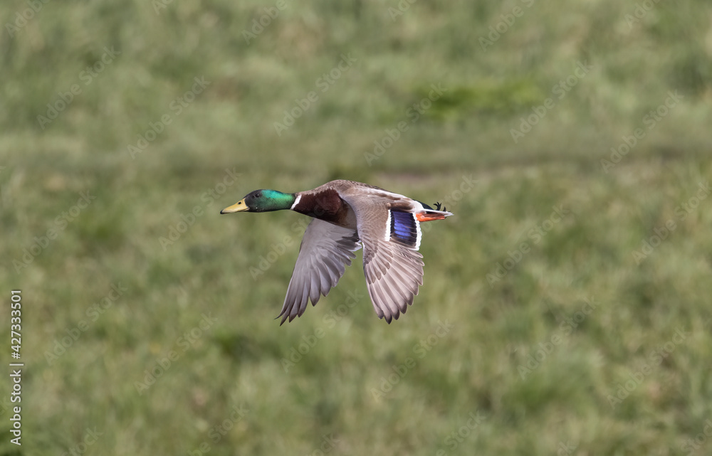 Obraz premium Mallard in flight 1