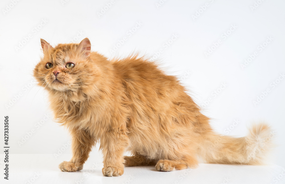Fototapeta premium Ginger cat on a white background.