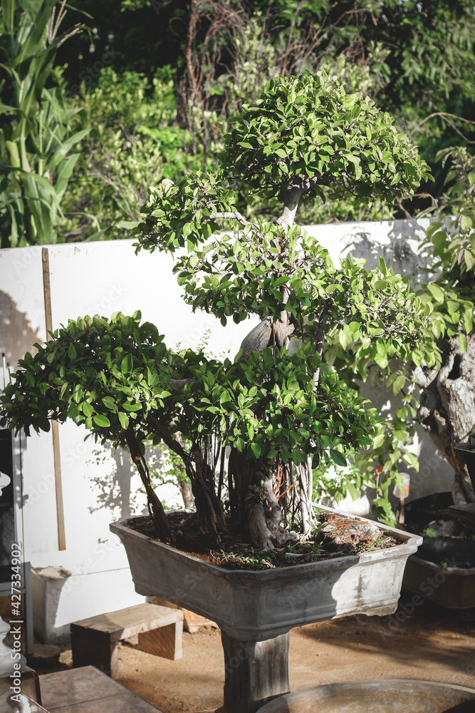 photographing bonsai in the morning. Bonsai is a plant or tree that is dwarfed in shallow pots with the aim of making miniatures from the original form of large tree