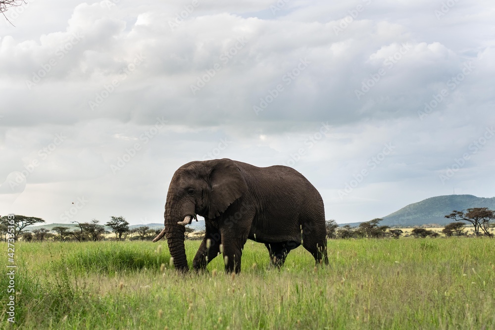 Fototapeta premium eléphant triste