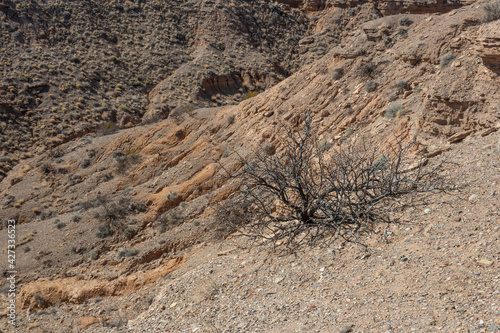 View looking down into a desert canyon, bare tree and rocks, New Mexico USA, horizontal aspect
