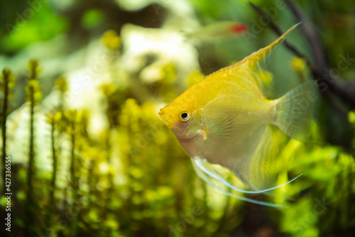 Pterophyllum Scalare in aqarium water, yellow angelfish photo