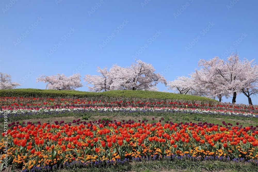 馬見丘陵公園 チューリップフェア 馬見丘陵公園 チューリップフェア