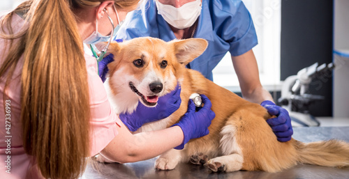 Wallpaper Mural A team of veterinarians examines a sick Corgi dog using an stethoscope Torontodigital.ca