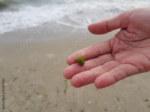 hand holding a flower