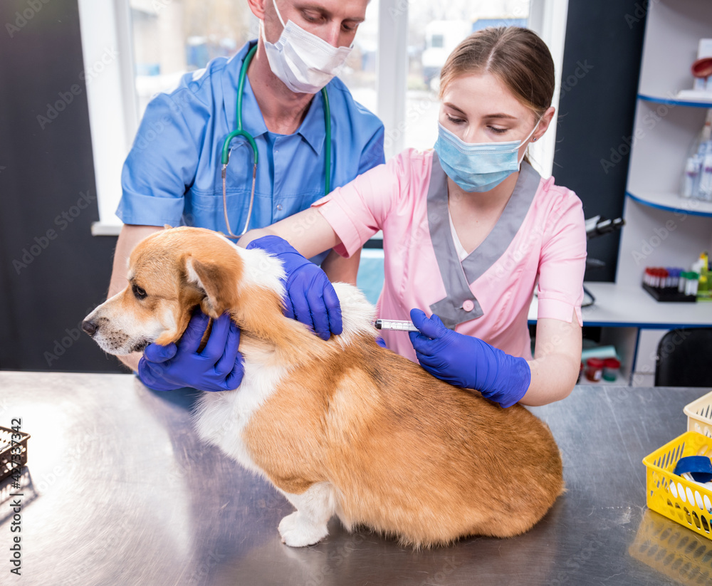 Veterinarian team giving the vaccine to the Corgi dog Veterinarian team giving the vaccine to the Corgi dog