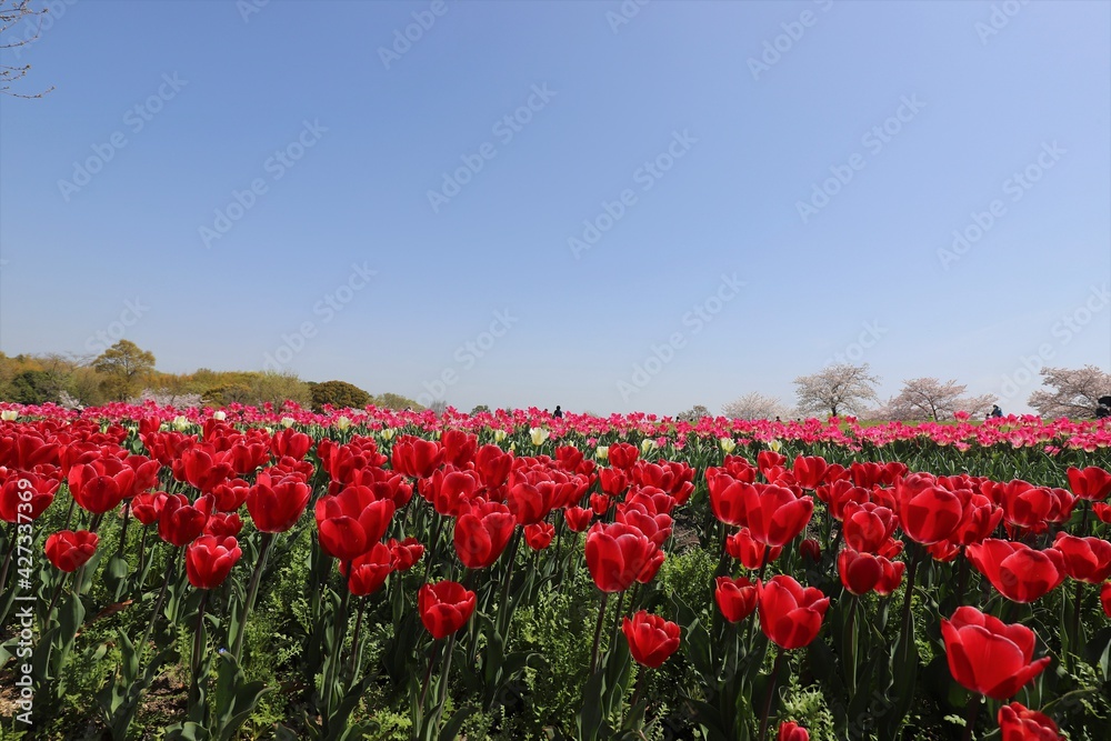 Fototapeta premium 馬見丘陵公園 チューリップフェア
