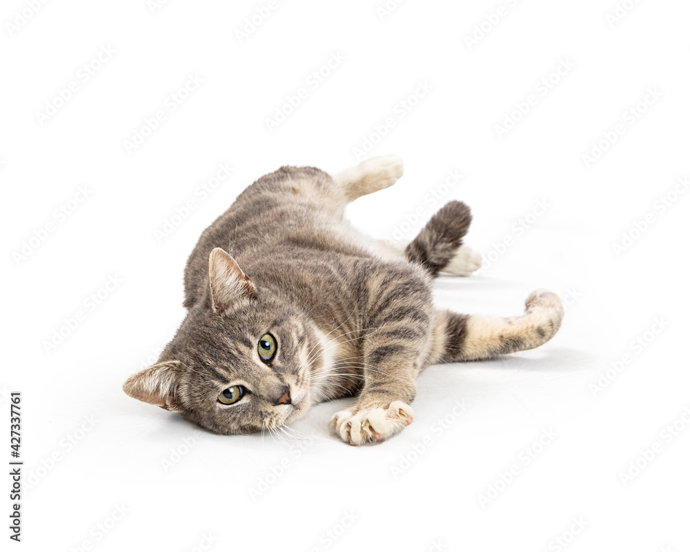 Grey Tabby Cat Lying on Side Looking Forward Grey Tabby Cat Lying on Side Looking Forward