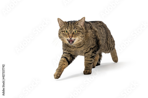 Active Cat Walking Forward With Mouth Open