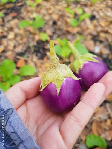 autumn leaves in hand