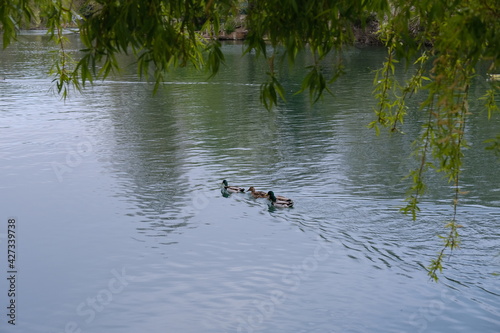 Some ducks swimming on a river. Marne river in the parisian suburbs at le Perreux-sur-Marne, France, the 13th April 2021.