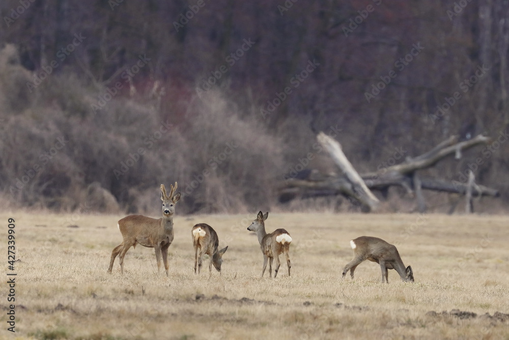 a herd of roe deer on a wild field in Poland