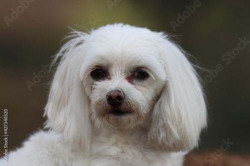 close up portrait of a white dog, little white male, Maltese