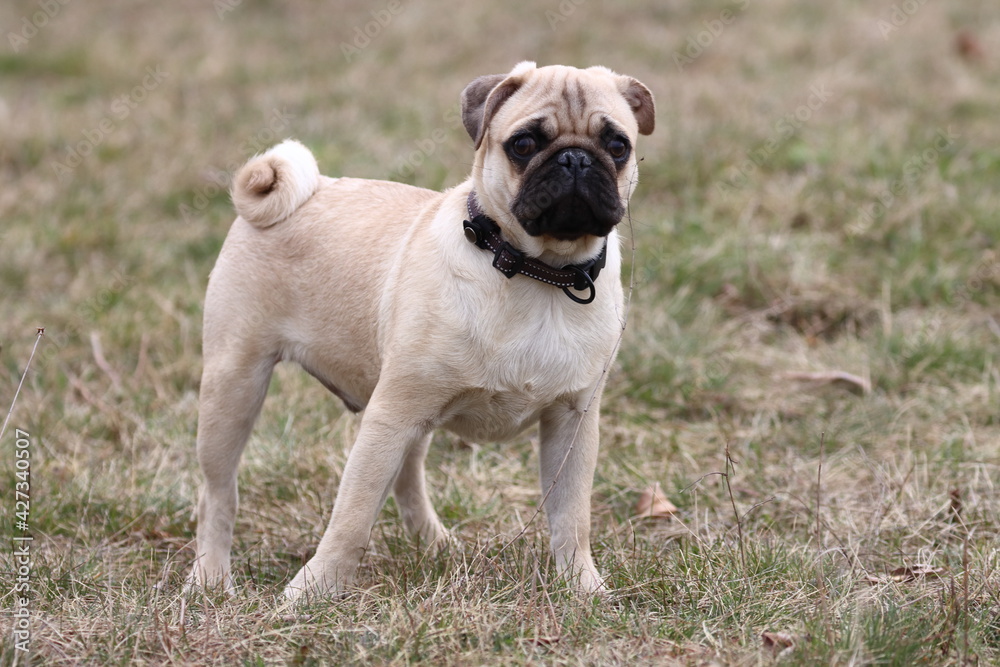 french bulldog puppy french bulldog puppy